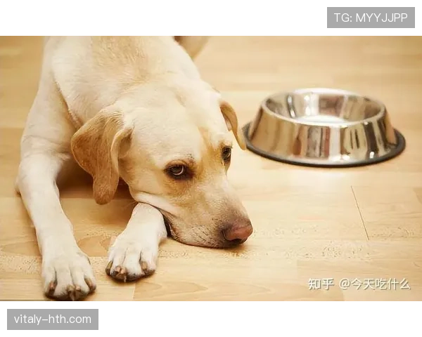 安赛龙家的冰箱里塞满了有机蔬菜，训练完还要给狗做低脂餐
